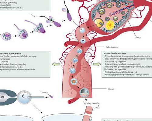 2026
年重庆供卵试管婴儿医院供卵生男孩单周费用是8万元，其中包括三代试管诊